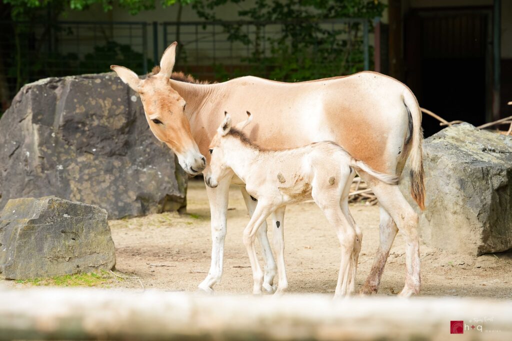 Onager-Nachwuchs im Zoo Magdeburg | Fotograf Magdeburg Tobias Quast